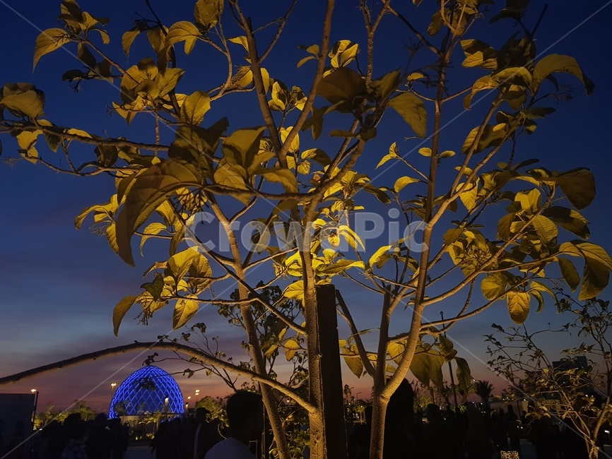 두바이,배경,야경,나무,분위기,야경,밤,풍경,nightscape,night,landscape,식물,자연,plants,nature,나무,trees,wood