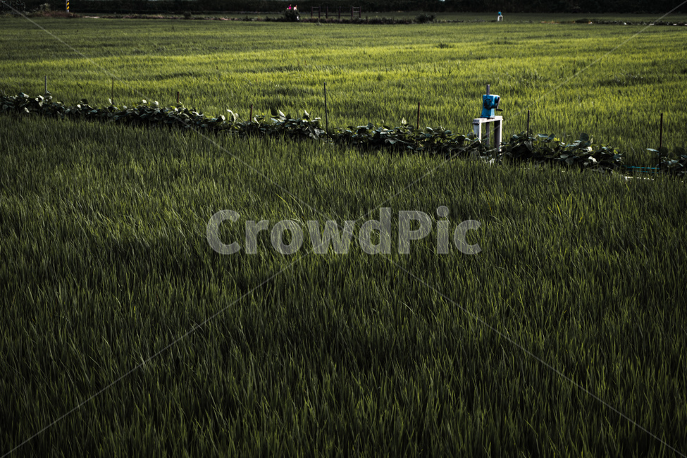벼,추수,풀,초원,초록,green,grain,grow,성장,pasture