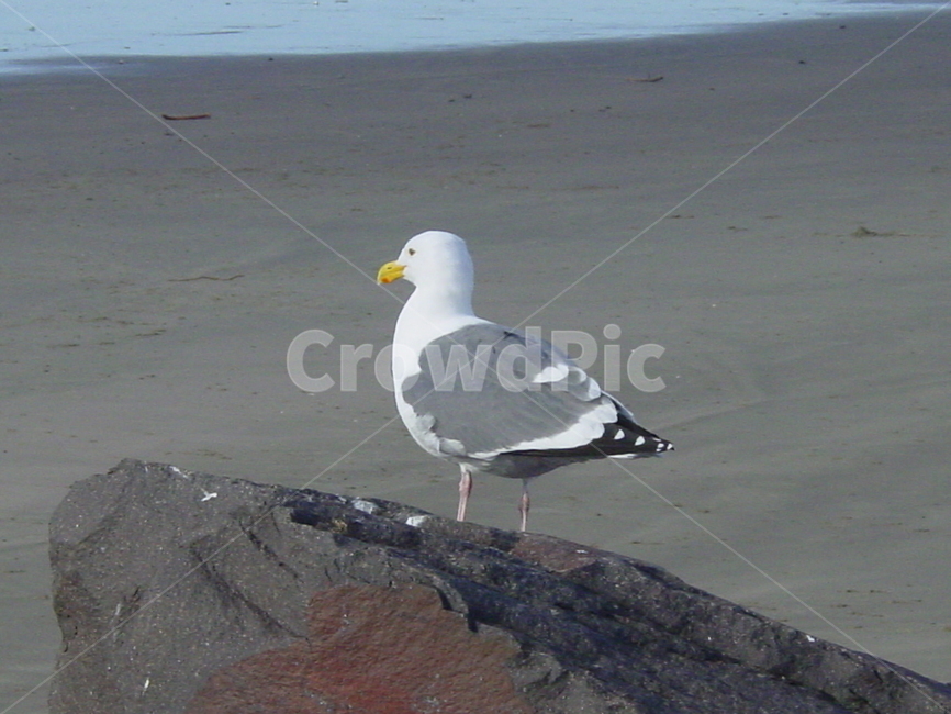갈매기,동물,bird,seagull,새,바닷가