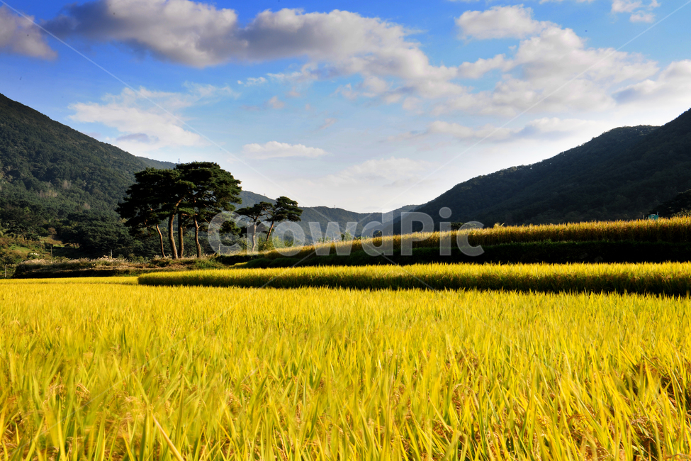 추석,곡식,들,농촌,농사,벼,벼농사,풍경,시골,목초지,가을,outdoors,field,추수,농촌풍경,소나무,구름,시골,마을,풍경,landscape,country,rural,town
