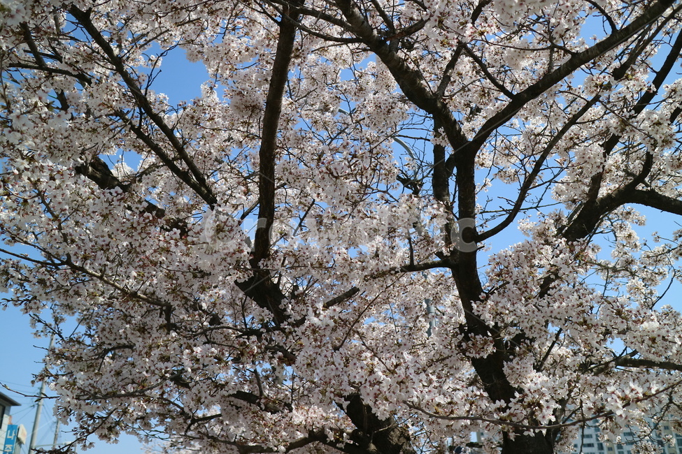 벚꽃,꽃,나무,봄,plant,식물,blossom,flower,cherryblossom