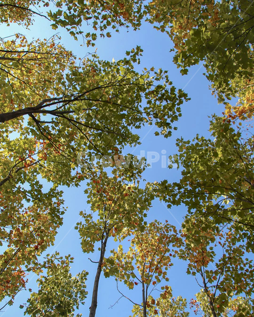 tree,나무,plant,식물,treetrunk,나무줄기