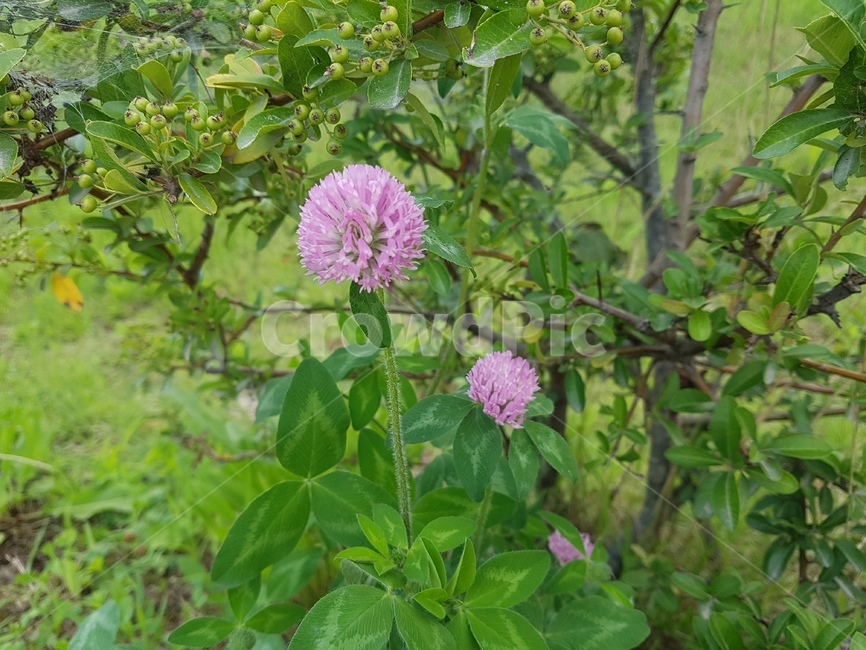 plant,flower,식물,blossom,꽃