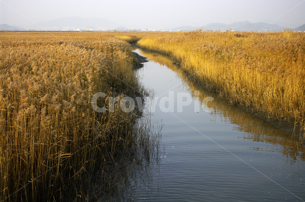 풍경,갈대밭,갈대,식물,plant,강,자연,풍경,nature,landscape,ditch,도랑