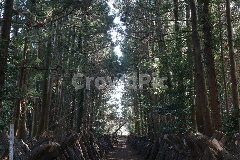 plant,식물,tree,나무,메타세콰이어길,메타,자연,풍경,nature,landscape,식물,plants,나무,trees,wood
