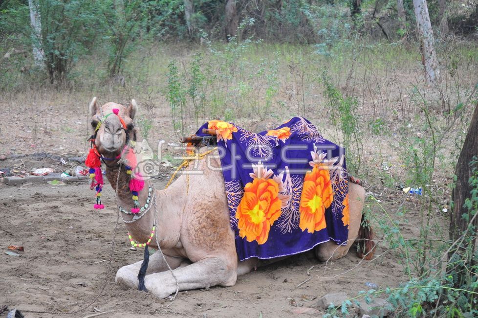 camel,camel,agra,caravan,animal