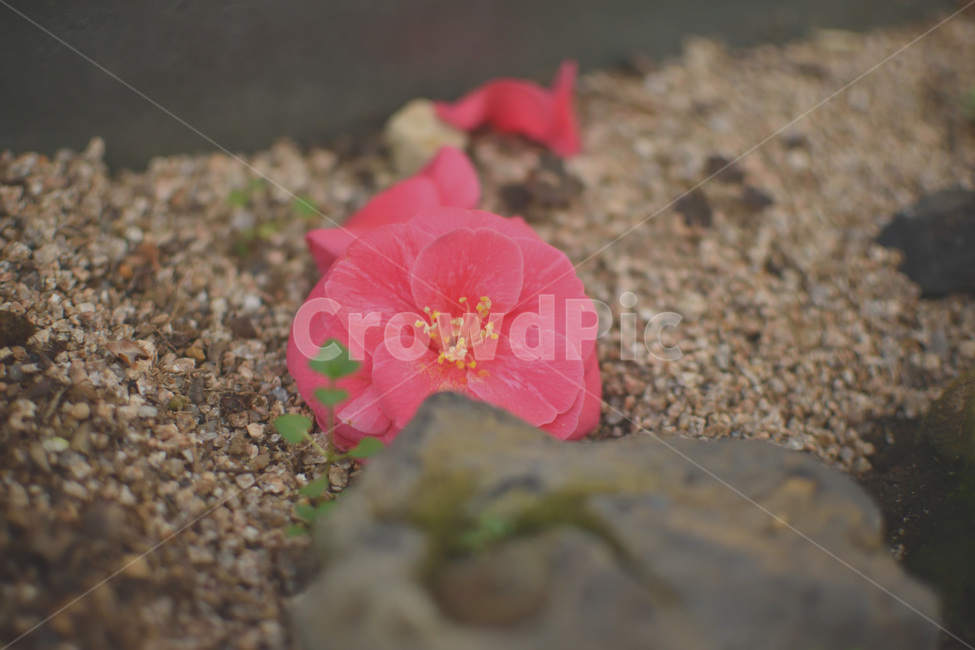 동백꽃,동백,핑크,꽃,camelliaflower,꽃,flower,감성,sensible,feeling