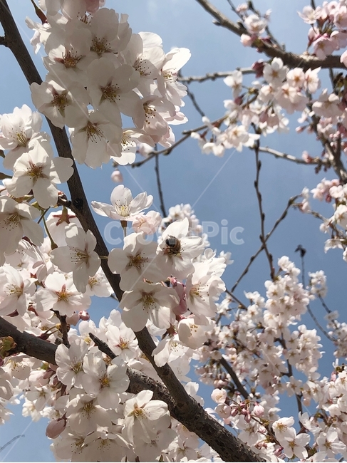봄,벚꽃,꽃,사쿠라,spring,flower,season,cherry,pink,blossom,nature,blooming,branch,beautiful,sky,sakura,garden,tree,blue,하늘,자연,봄꽃,파랑,파란하늘,분홍