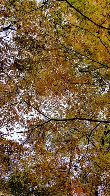 가을,단풍,내장산,fall,autumn,season,maple,잎,leaf,식물,plant,나무,tree,계절,자연,하늘,sky,colorful