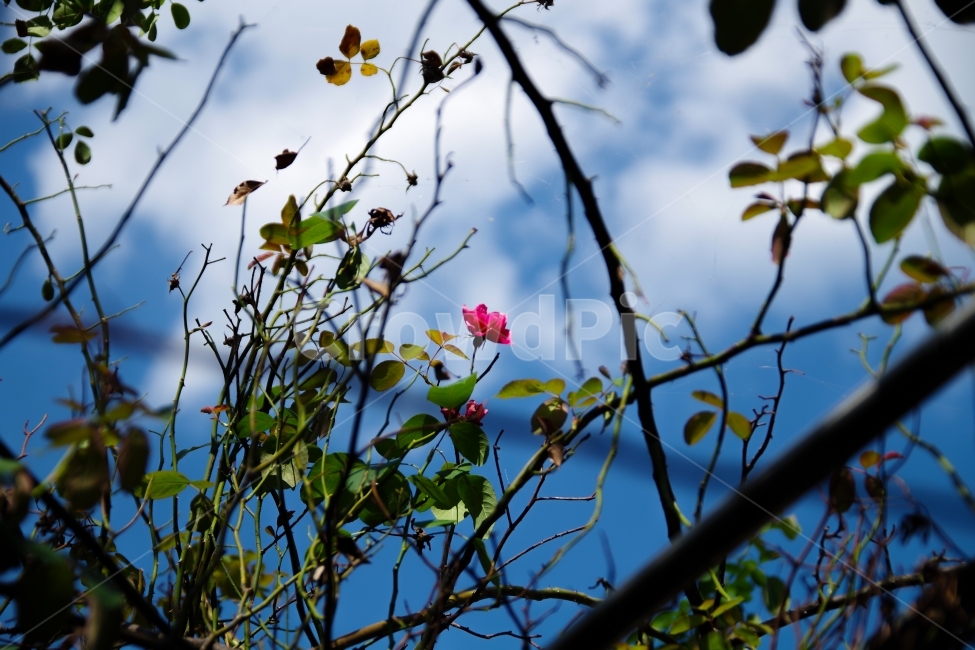 장미,파란하늘,하늘,꽃,빨간꽃,장미꽃,식물,자연,plants,nature,꽃,flower