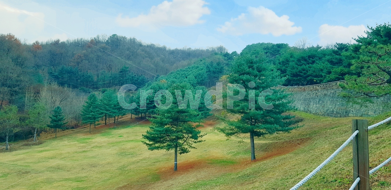 자연,나무,초록,숲,풍경,tree,plant,하늘,wood