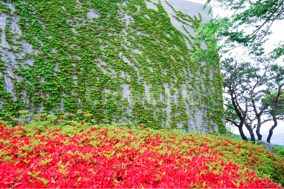 담,담쟁이덩굴,영산홍,초록,풍경,식물,자연,plants,nature