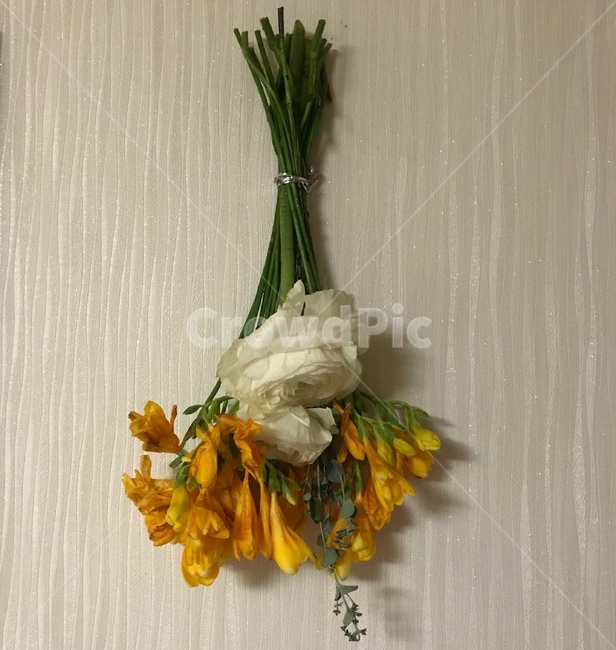 꽃,드라이플라워,프리지아,꽃다발,꽃말리기,선물,꽃,flower