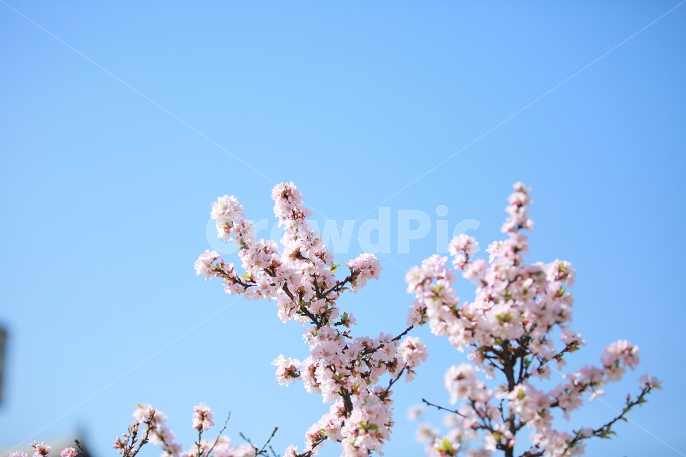 벚꽃,꽃,새싹,봄,벚꽃놀이,하늘,분홍색,분홍색꽃,캐논,5dmark3,봄,계절,spring,season,식물,자연,plants,nature,꽃,flower,plant