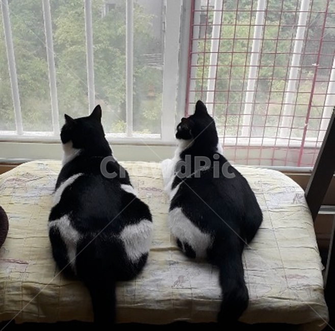 고양이,고양이들,검은고양이,동물,cat,animal,포유류,야옹이,아파트고양이