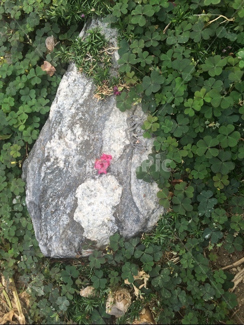 꽃,식물,자연,flower,nature