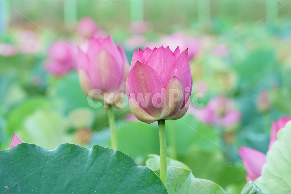 연꽃,수초,식물,lotus,땅속줄기,담수초,수중식물,수련과,련꽃