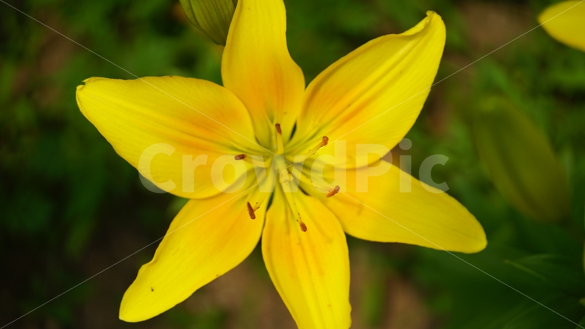 백합,꽃,플라워,식물,자연,flower,nature,lily,꽃사진,접사,macro,풍경,landscape,노랑,노란색,yellow,plants,스냅,스냅사진,snap,snapshot,식물,자연,plants,nature,꽃,flower