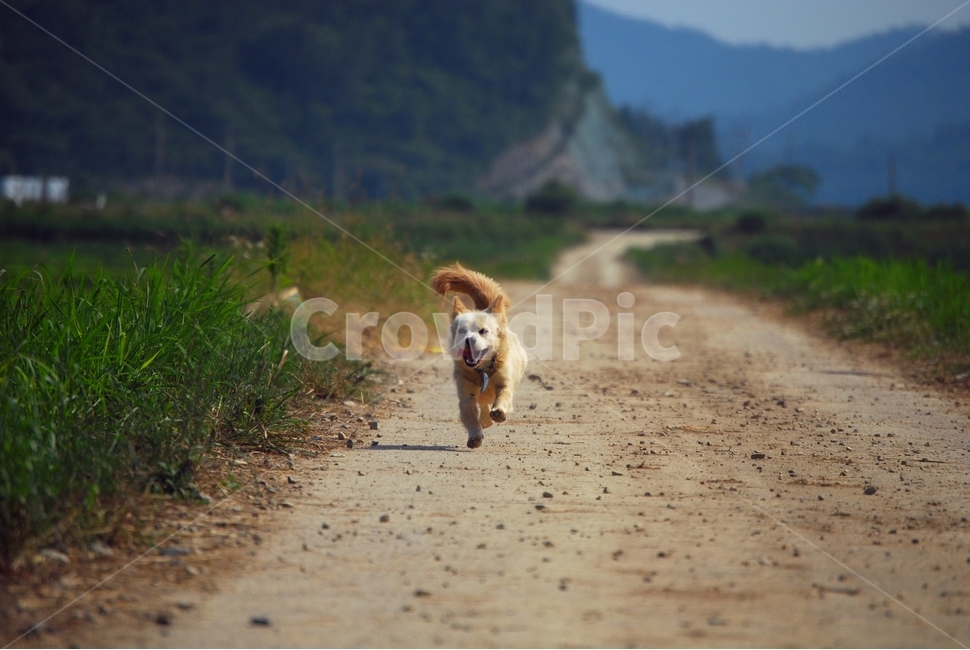 시골길,농촌,논둑,강아지,산책,여름,달리기,시골,마을,풍경,landscape,country,rural,town,동물,animal,포유류,mammal,개,강아지,dog,doggy