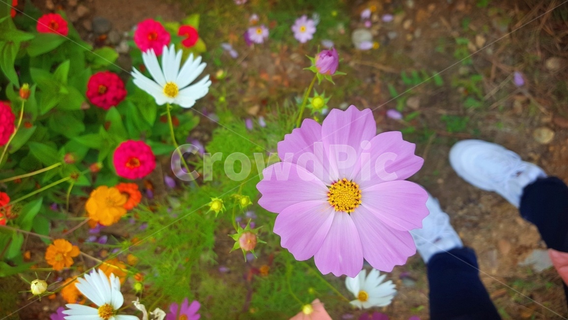 꽃,자연,풍경,가을,코스모스,꽃놀이,flower,cosmos,commoncosmos