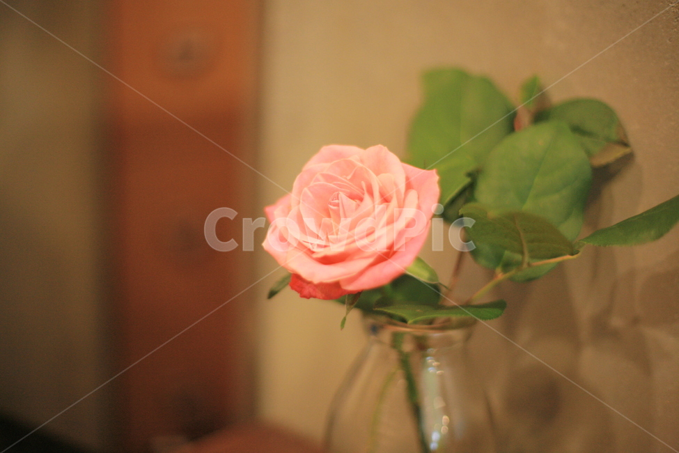 plant,식물,rose,꽃,flower,장미,핑크색,분홍장미