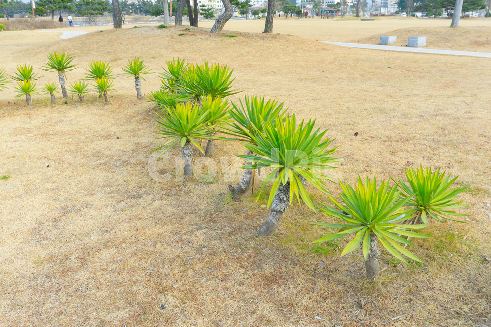 plant,식물,나무,작은나무,green,yellow