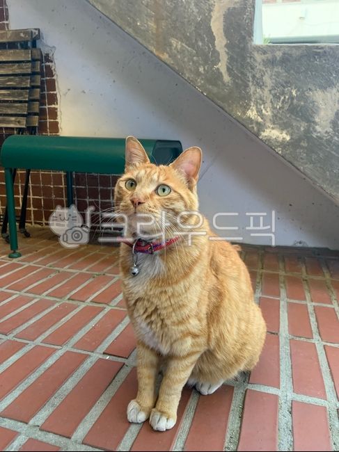 Cat,Cheese Cat,Dasogot,Dog Cat,Churu,Quiet,Go-Nyangi,Cheese Cat,Stray Cat,Stray Cat