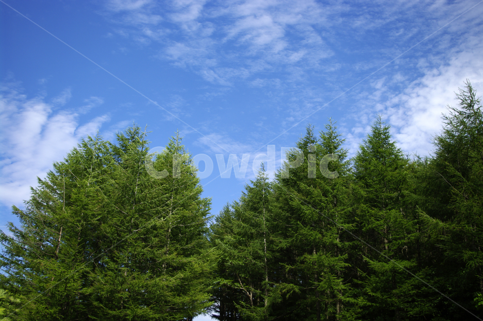 하늘,나무,잎,식물,구름,plant,자연,풍경,nature,landscape,fir,전나무,tree