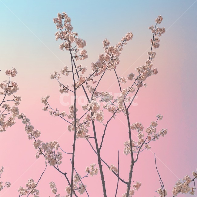 벚꽃,벚나무,cherryblossoms,자연,꽃,봄