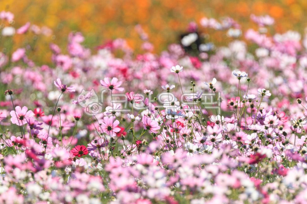 cosmos,autumn,flower,season,autumn flower,september,october,pink,yellow,pink,color,nature,Haman,Akyang embankment,autumn background,autumn scenery,autumn image,autumn,fall,nature,outdoor,flower,pink,yellow,grassland,plant,colorful