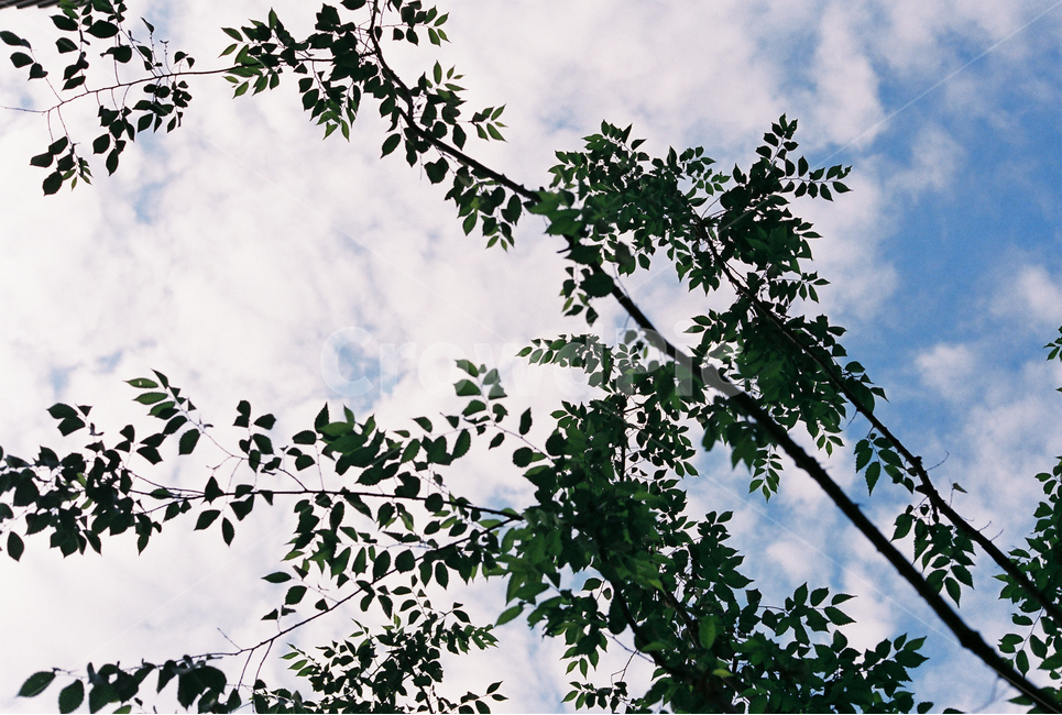 나무,하늘,여름,나뭇잎,청량함,식물,자연,plants,nature,나무,trees,wood
