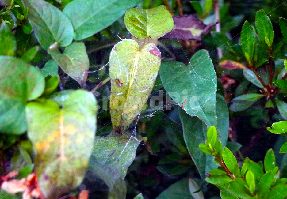 자연,거미줄,나뭇잎,비비드,잎,plant,식물,nature,spider,aspiderweb,leaf,vivid