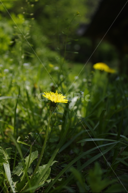 민들레,꽃,flower,식물,plant,계절,봄,spring,식물,자연,plants,nature,꽃,flower
