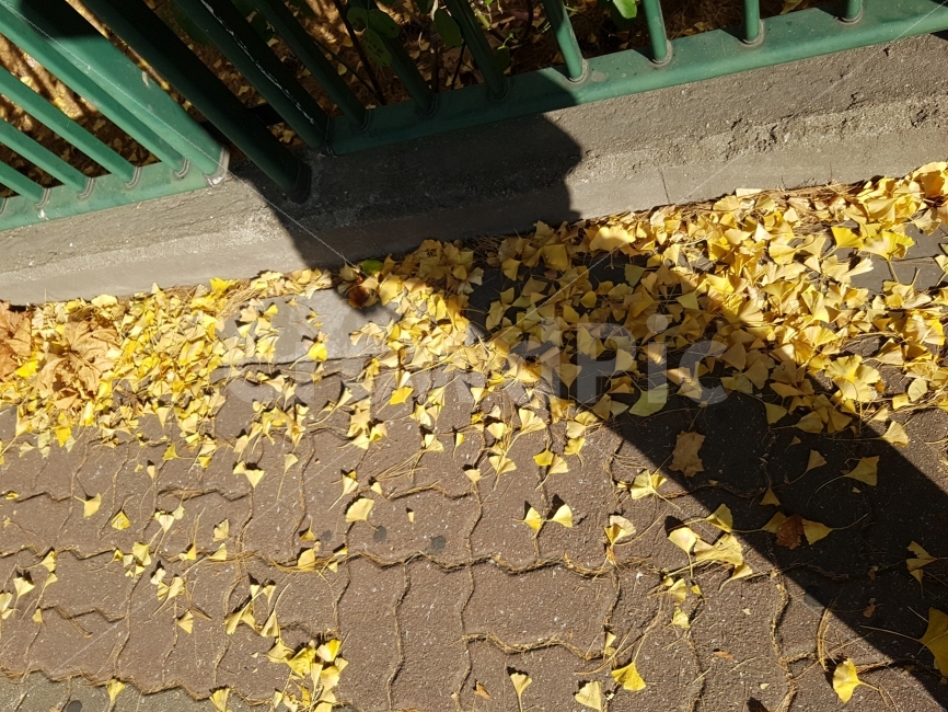 은행,낙엽,자연,식물,그림자,사람,보도블럭,길거리,가을,계절,fall,autumn,season,사람,인물,인간,human,person,인물실루엣,사람실루엣,character silhouette,human silhouette,flagstone,판석,handrail,난간,banister
