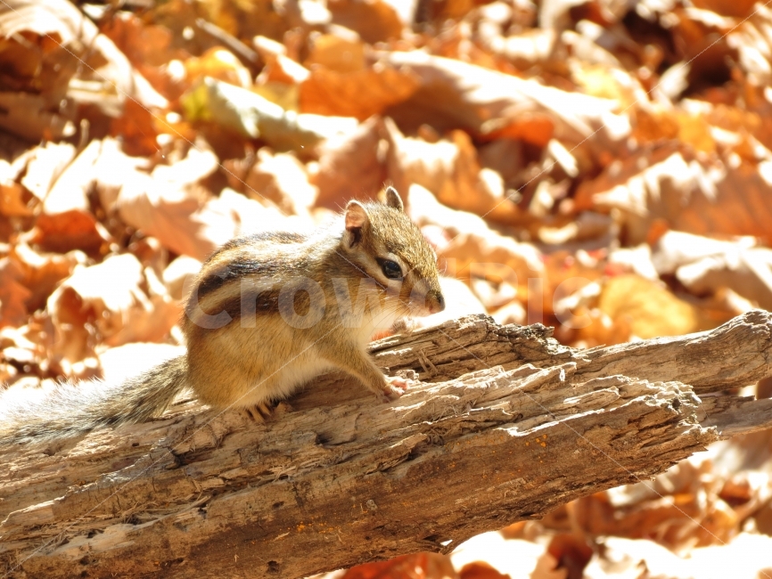 다람쥐,설악산,chipmunk,동물,야생동물,야생다람쥐,캐논,캐논SX40HS,SX40,canon,동물,animal,포유류,mammal