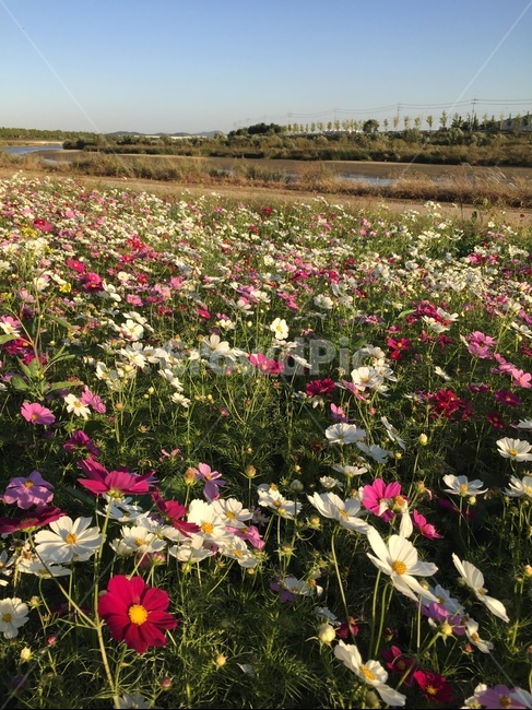 코스모스,꽃,가을,cosmos,자연,가을,계절,fall,autumn,season,꽃,flower,plant,식물