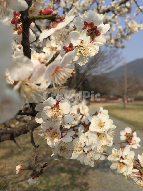 매화,매화꽃,blossom,꽃,flower,봄,봄꽃