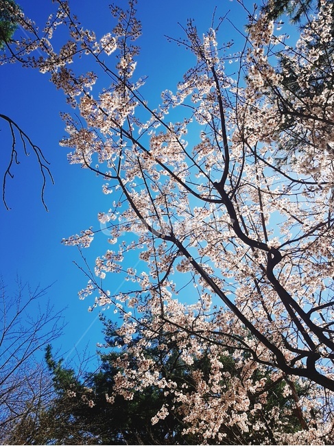 꽃,벚꽃,식물,나무,tree