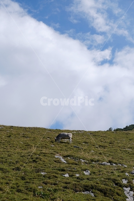 하늘,들판,소,구름,자연풍경,경치,cow,field,sky,sunny,cloud,자연,풍경,nature,landscape,outdoors,옥외,grassland,목초지,들