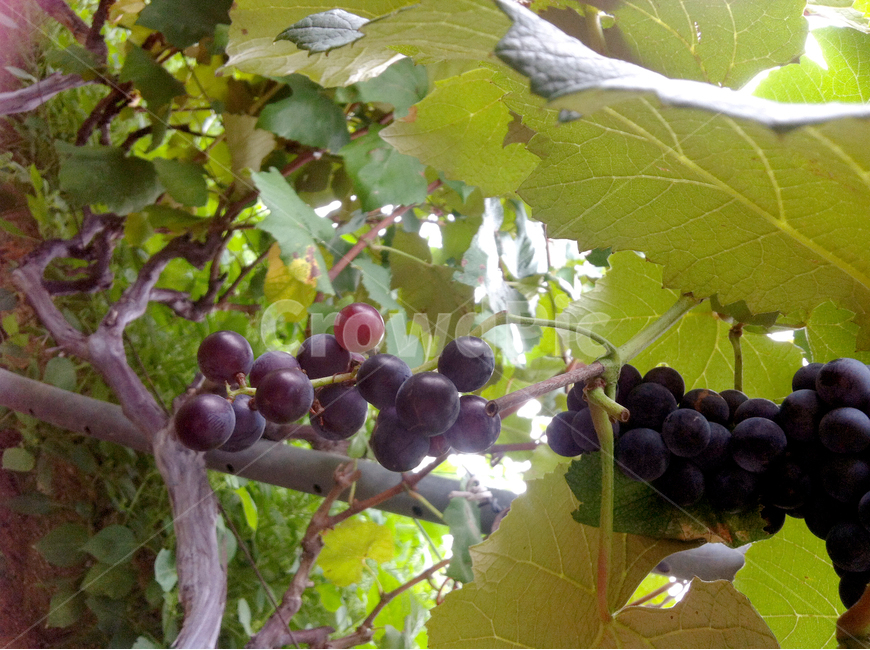 포도,나무,줄기,잎사귀,식물,grape,tree,plants,식물,자연,plants,nature,과일,열매,fruit