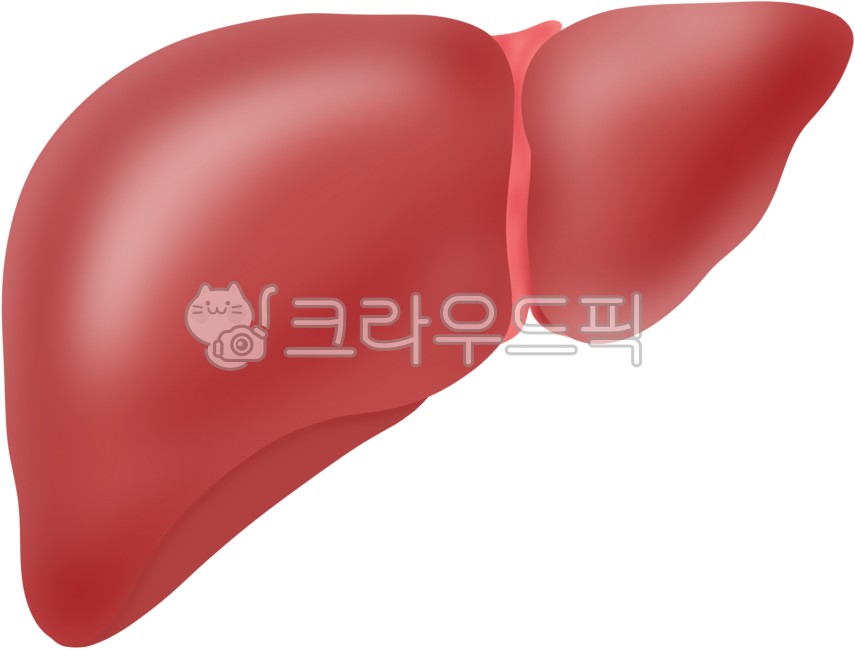 간,인체기관,장기,해부,지방간