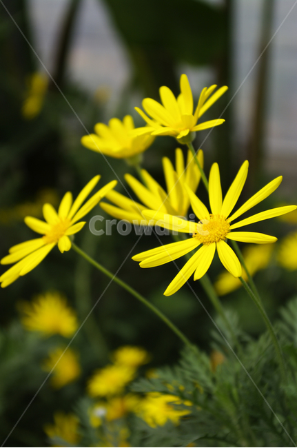 디모르포세카,식물,꽃,flower,plant,color,식물,자연,plants,nature,꽃,flower