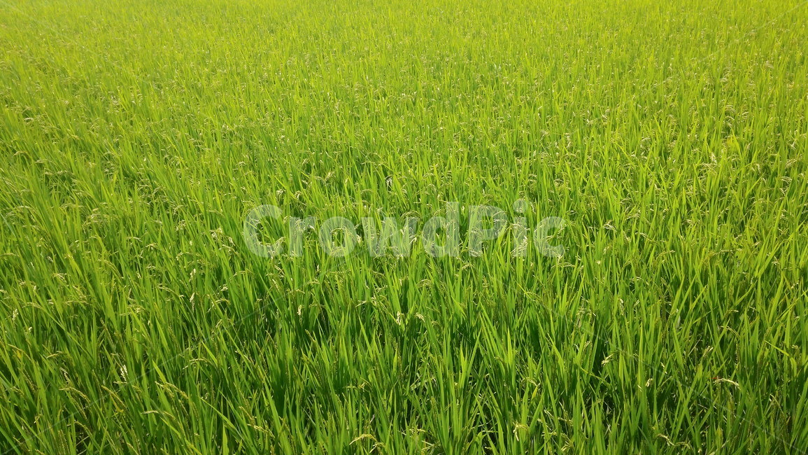 푸른,벼,초록,자연,색감
