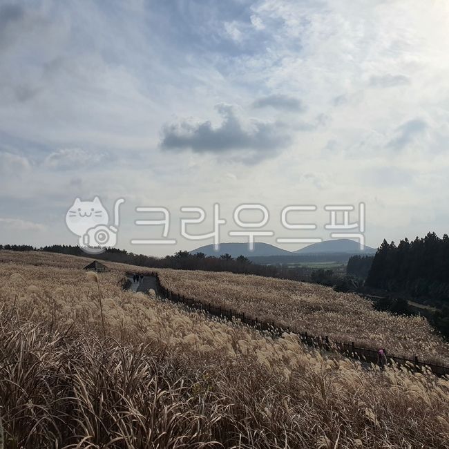 제주,jeju,자연,nature,outdoors,옥외