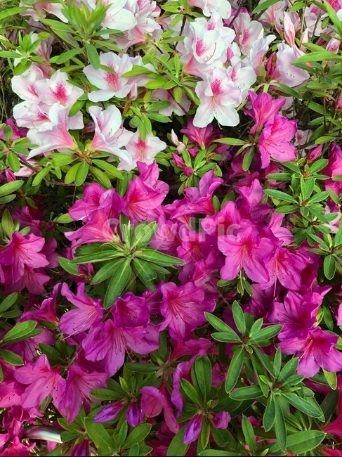 꽃,철쭉,봄,핑크,식물,flower,분홍색,흰색,하얀색,초록색,계절,벌,꿀벌,분홍,자연