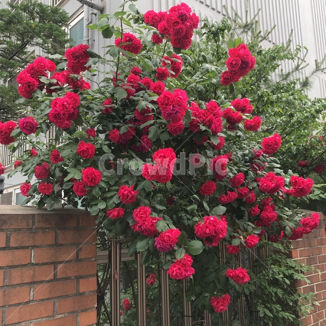 장미,풀,식물,꽃,blossom