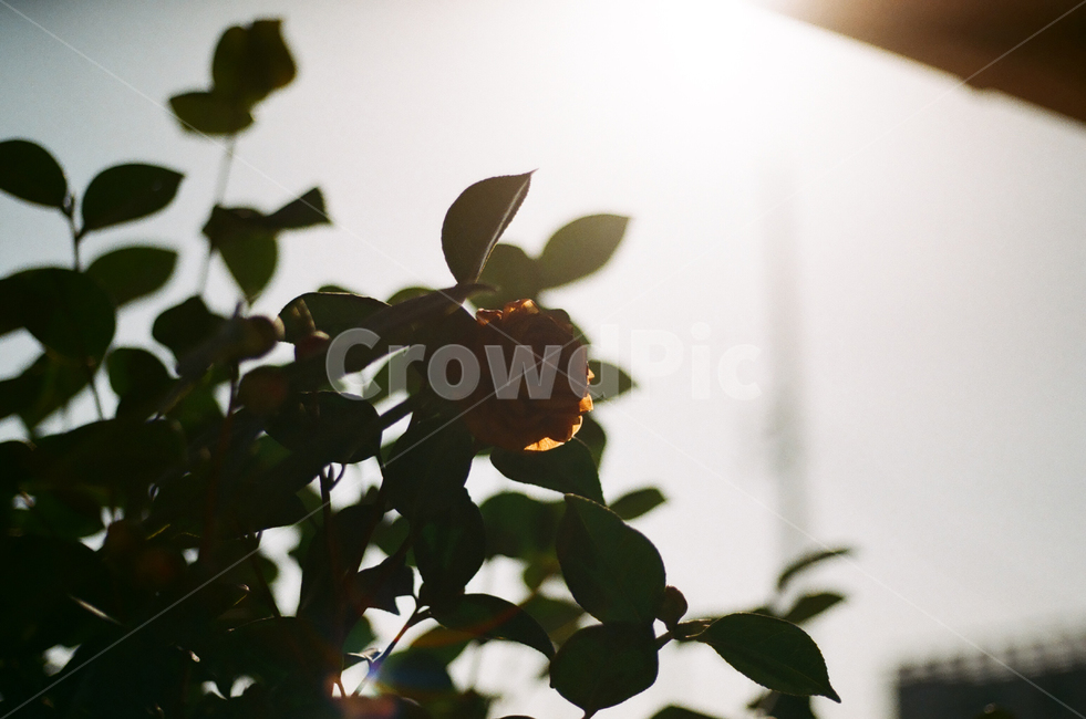 plant,식물,leaf,잎,장미,flower,꽃,꽃,flower
