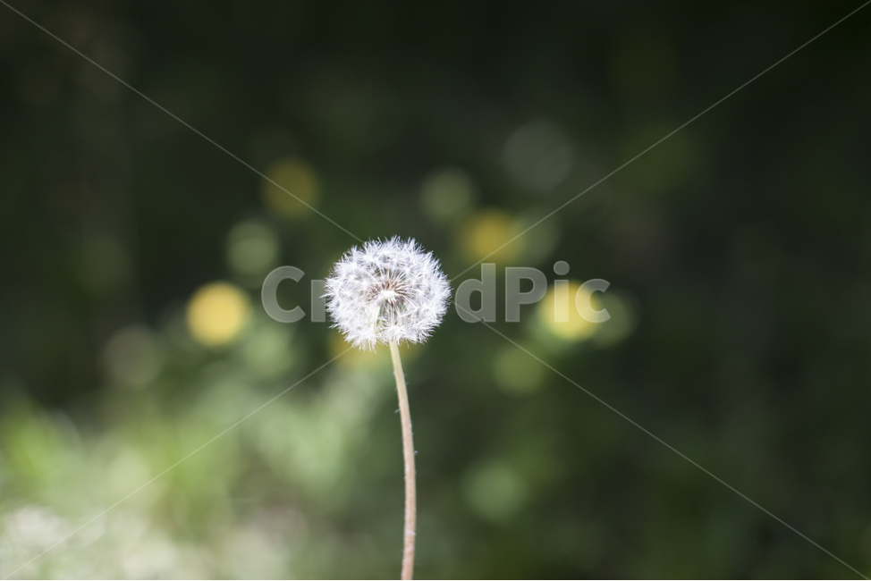 민들레,민들레꽃,꽃가루,봄,민들레씨,씨앗,식물,자연,plants,nature,꽃,flower,감성,sensible,feeling