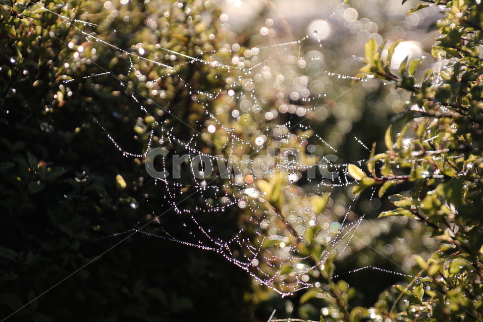 거미줄,이슬,햇살,자연,물방울,거미,자연,풍경,nature,landscape,식물,plants,감성,sensible,feeling