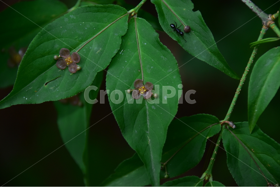 회목나무,야생화,생태,식물,자연,꽃,힐링,플라워,wildflower,flower,plants,nature,season,감성,느낌,emotion,feeling,나무,목본,노박덩굴과,화살나무속,식물,자연,plants,nature,꽃,flower